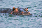 River Horse in botswana