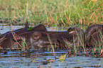 River Horses in botswana