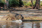 River Horse in botswana