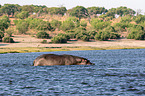 River Horse in botswana