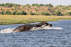 River Horse in botswana