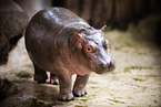 baby hippo