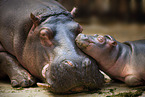 Hippo mother with baby