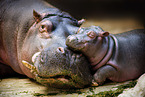 Hippo mother with baby