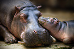 Hippo mother with baby