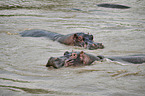 River Horses