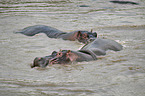 River Horses