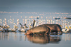 River Horse with Pelicans
