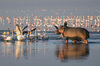 River Horse with Pelicans