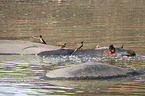 River Horses with Red-billed Oxpecker