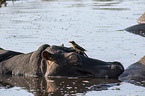 River Horses with Red-billed Oxpecker