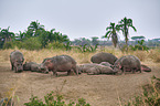 hippos