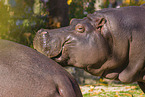 hippos