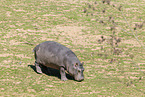 hippo