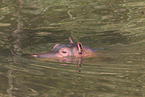 hippo