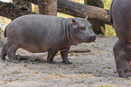 hippos