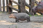 hippos