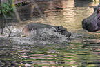 hippos