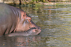 hippos