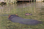 hippos