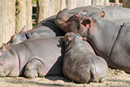 hippos