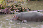 hippos