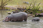 hippos