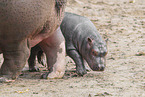 hippos