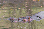 hippos