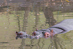 hippos