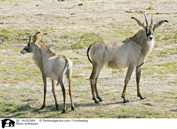 Roan antelopes / HJ-02364