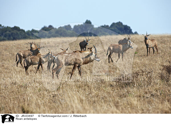 Pferdeantilopen / Roan antelopes / JR-03497