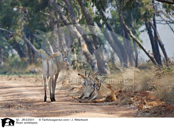 Roan antelopes / JR-03501