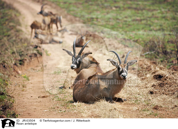 Roan antelope / JR-03504