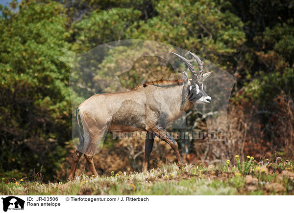 Pferdeantilope / Roan antelope / JR-03506