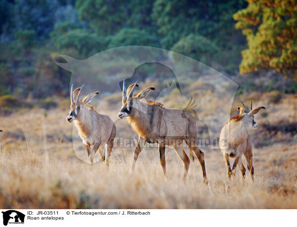 Pferdeantilopen / Roan antelopes / JR-03511