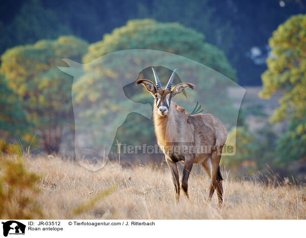Roan antelope / JR-03512