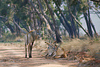 Roan antelopes