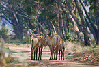 Roan antelopes