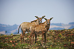 Roan antelopes