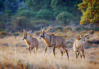 Roan antelopes