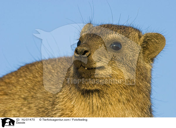 Klippschleifer / Dassie / HJ-01470