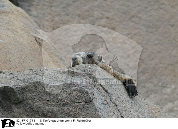 Gelbbauchmurmeltier / yellow-bellied marmot / FF-01771
