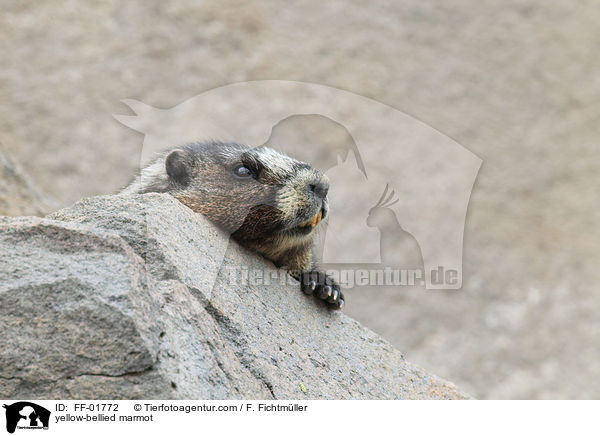 Gelbbauchmurmeltier / yellow-bellied marmot / FF-01772