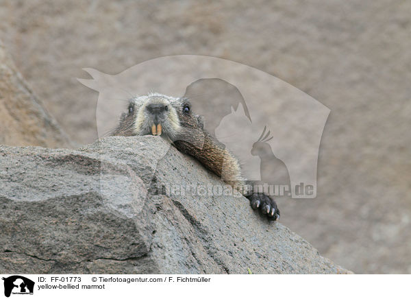 yellow-bellied marmot / FF-01773