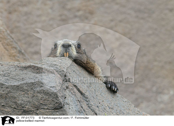 Gelbbauchmurmeltier / yellow-bellied marmot / FF-01773