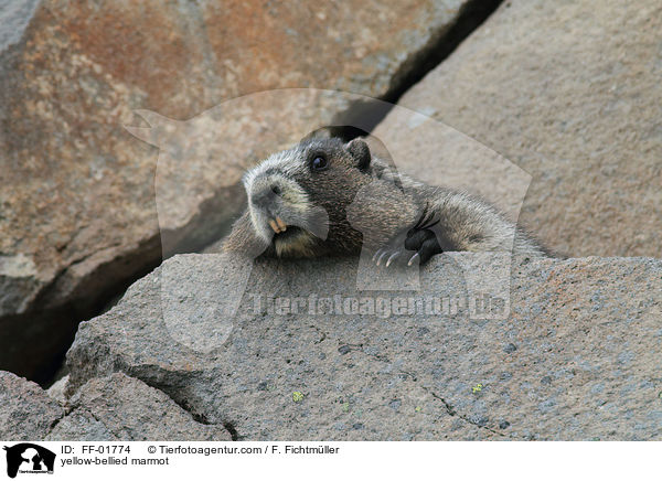 Gelbbauchmurmeltier / yellow-bellied marmot / FF-01774