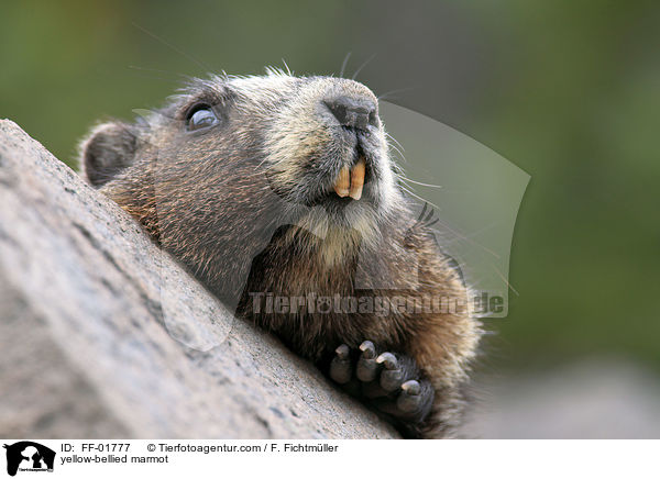 Gelbbauchmurmeltier / yellow-bellied marmot / FF-01777