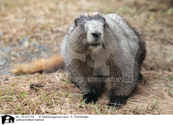 Gelbbauchmurmeltier / yellow-bellied marmot / FF-01779