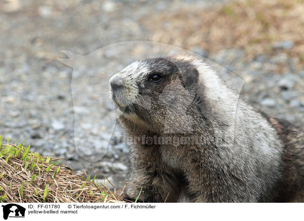 Gelbbauchmurmeltier / yellow-bellied marmot / FF-01780